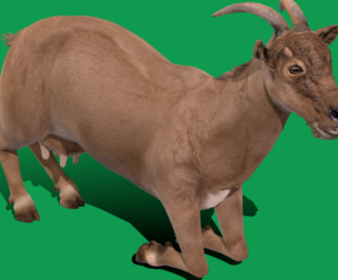 Goat