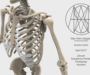 Human Male Skeleton