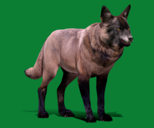 Alexander Archipelago Wolf