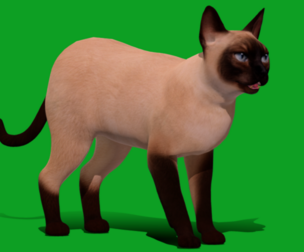 Tonkinese Cat