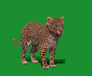 Leopard Cub