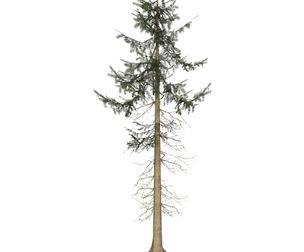 Game Ready Tree 35