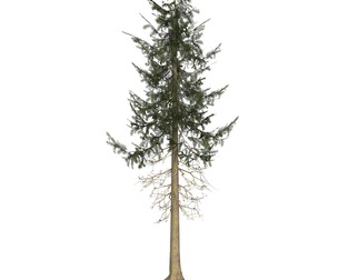 Game Ready Tree 36