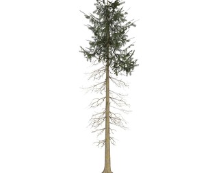 Game Ready Tree 37
