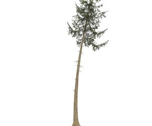 Game Ready Tree 38