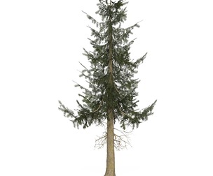 Game Ready Tree 39