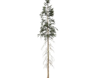 Game Ready Tree 40