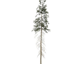 Game Ready Tree 41
