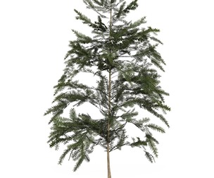 Game Ready Tree 42