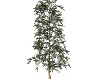 Game Ready Tree 43