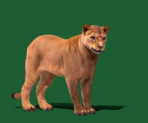 Young Lioness
