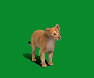 Young Lion