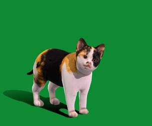 Calico Kitten Cat