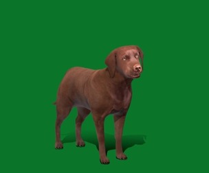 Chocolate Labrador Retriever Dog