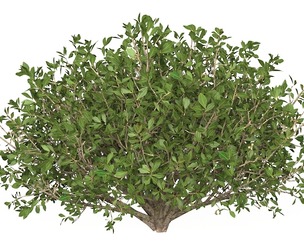 Game Ready Plant Bush 01