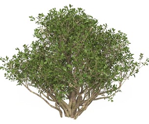 Game Ready Plant Bush 02