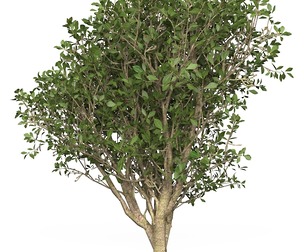 Game Ready Plant Bush 03