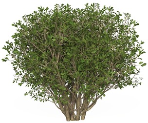 Game Ready Plant Bush 04
