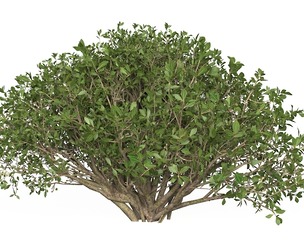 Game Ready Plant Bush 05