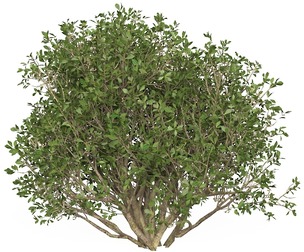 Game Ready Plant Bush 06