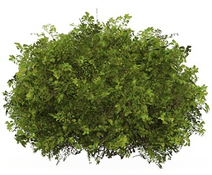 Game Ready Plant Bush 07