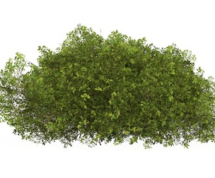 Game Ready Plant Bush 09