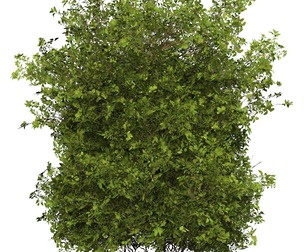 Game Ready Plant Bush 10