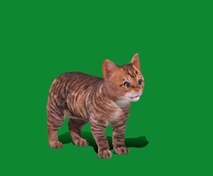 Kitten Toyger Cat