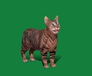 Manx Cat