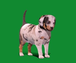 Louisiana Catahoula Leopard Puppy Dog