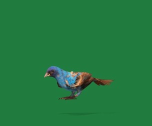 Indigo Bunting Bird