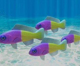 Bicolor Dottyback Fish