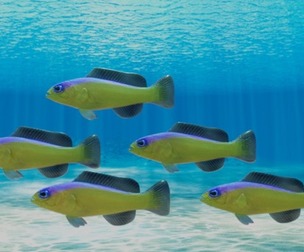 Purple Stripe Dottyback Fish