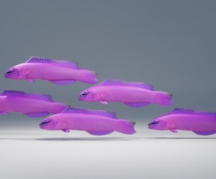 Orchid Dottyback Fish