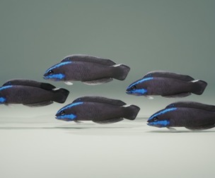Springeri Dottyback Fish