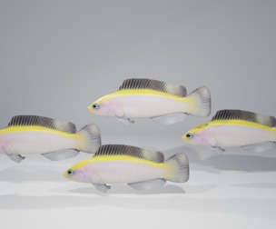 Sunrise Dottyback Fish
