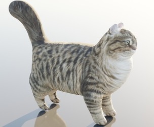 Siberian Cat