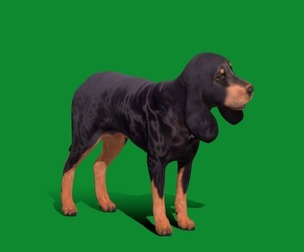 Black And Tan Coonhound Dog
