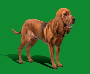 Bloodhound Dog