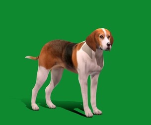 American Foxhound Dog