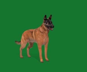 Belgian Shepherd Dog