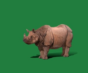 Indian Rhinoceros