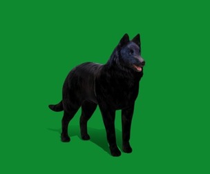 Groenendael Belgian Sheepdog