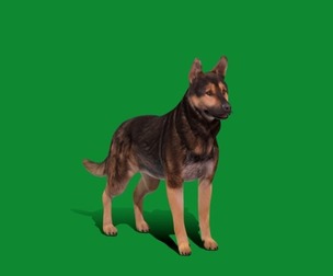 Shiloh Giant Shepherd Dog
