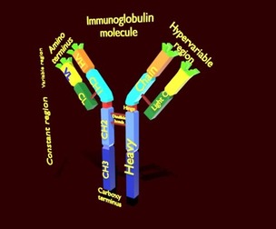 Immunoglobin molecule structure labelled