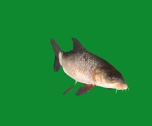 Barbus Barbel Fish