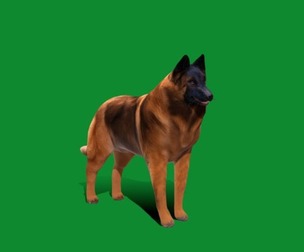 Belgian Shepherd Tervuren Dog