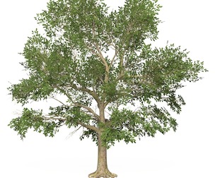 Game Ready Tree 45