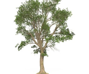 Game Ready Tree 46
