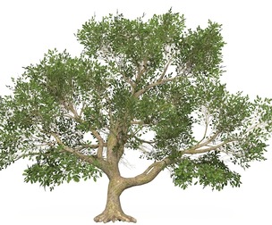 Game Ready Tree 47